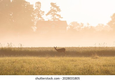 A deer standing by a wheatfield in morning fog