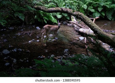 Deer standing in a stream with a fallen tree blocking its way.