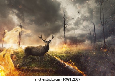 Deer Stands In Burning Forest