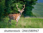 A deer stands in a grassy field with tall trees in the background. The deer looks around as it grazes on the grass, surrounded by a natural landscape