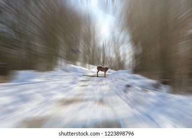 Deer Stands On The Snowy Road