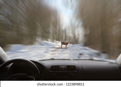 Deer Stands On The Snowy Road