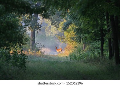 Deer Stands On Sun Rays In Forest