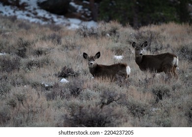 Deer Stare At The Camera After Being Startled 