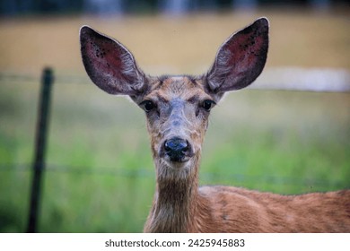 A deer stares down a photographer in Colorado's San Juan Range.