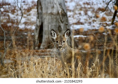 Deer Staring Back Through the Brush
