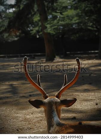 The deer was staring something but nothing there. He must be tired or thinking a lots,,,?