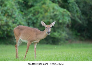 Deer Startled In Field