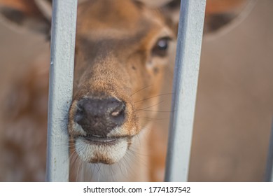 Deer Stuck His Head Through The Bars