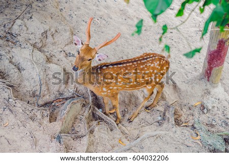 Deer in the summer in the forest.