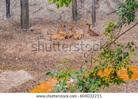 Deer in the summer in the forest.