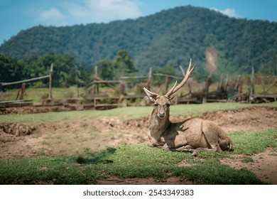 A deer is sunbathing in the middle of an empty land with a very beautiful mountain view
