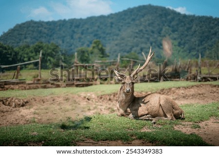 A deer is sunbathing in the middle of an empty land with a very beautiful mountain view