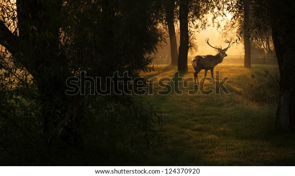 Deer Sunset Forest Stock Photo (Edit Now) 124370920