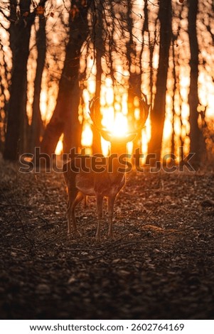 deer with the sunset shining through behind its antlers