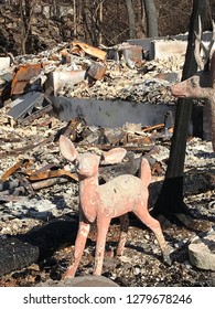 Deer Survives Santa Rosa Fire Disaster