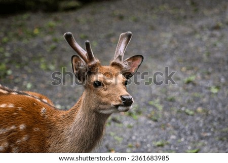 Similar – Image, Stock Photo The japanese deer