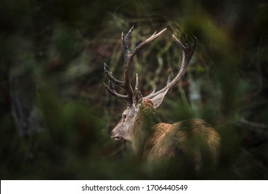 A Deer In The Swiss National Park In The Autumn