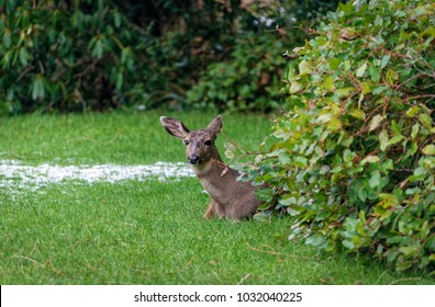 Deer taking a rest in my backyard, Olympia Washington, USA