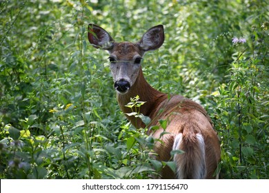 Deer in tall vegetation. Wildlife photography.