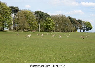 Deer At Tatton Park, Cheshire