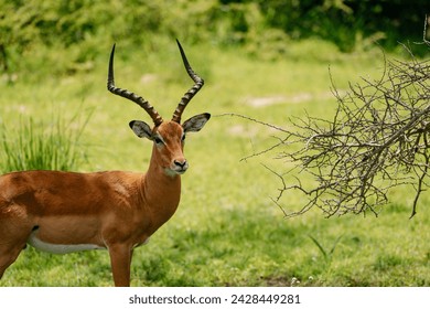 Deer are in their habitat. Deer in savannah. Deer in africa. Close up
