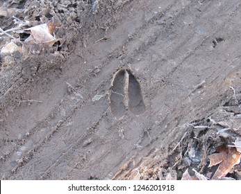 Deer Track in Dirt