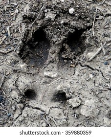 Deer Track in Mud