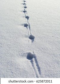 Deer track on the snow