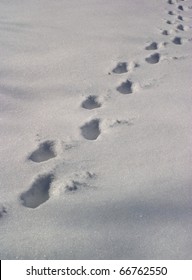 deer tracks in a freshly fallen winter snow