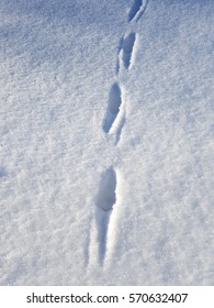 Deer Tracks Snow Stock Photo 570632407 | Shutterstock