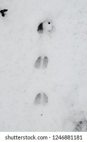Deer tracks in winter snow