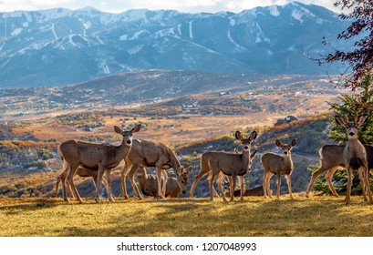 Deer Utah Mountains