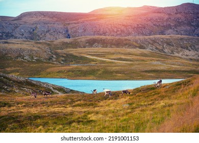 Deer Walk On The Lakeshore In Lapland. Reindeer In Northern Norway