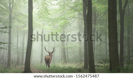 deer walking in autumn forest