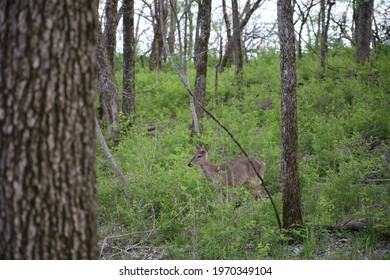 A Deer Walking In The Forest At Ernie Miller Nature Center In Olathe, Kansas