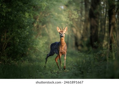 Deer walking in forest with tall trees. Roe deer is looking up at camera. 