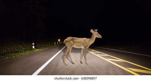 Deer Walking On The Road At Night In The Forest.