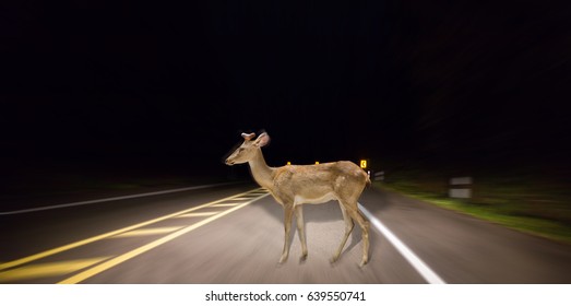 Deer Walking On The Road At Night In The Forest. 