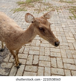 Deer Walking Under The Scorching Sun (Cervus Unicolor)