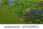 Deer in wetlands at Hato La Aurora, Casanare, Colombia