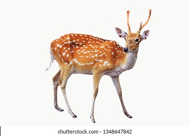 Deer White Background