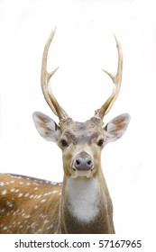 Deer At White Isolated Background