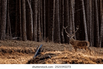 Deer in a wide open space in forest