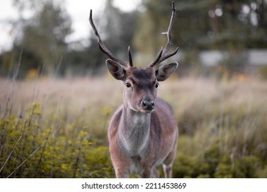 Deer Wild Horns Roe Animal