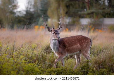 Deer Wild Horns Roe Animal