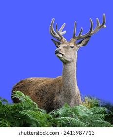 deer , wild deer ,isolate ,isolate Backgroundsolate ,Dicut 