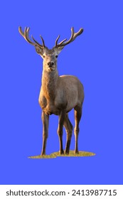 deer , wild deer ,isolate ,isolate Backgroundsolate ,Dicut 