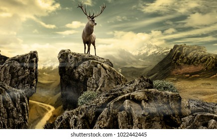 deer in wild nature-photo manipulation