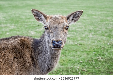 Deer wildlife nature animal wild  - Powered by Shutterstock